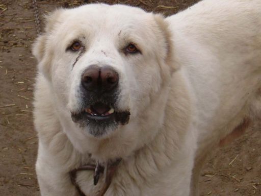 Il s’agit d’un très grand chien d’Asie Centrale.